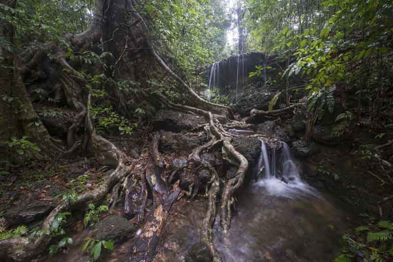 Photo Essay Archives Current Conservation Monsoon Takes On A Whole New Meaning When You Find Yourself In The Highest Rainfall Zone In The Western Ghats The Second Highest Rainfall Zone In India