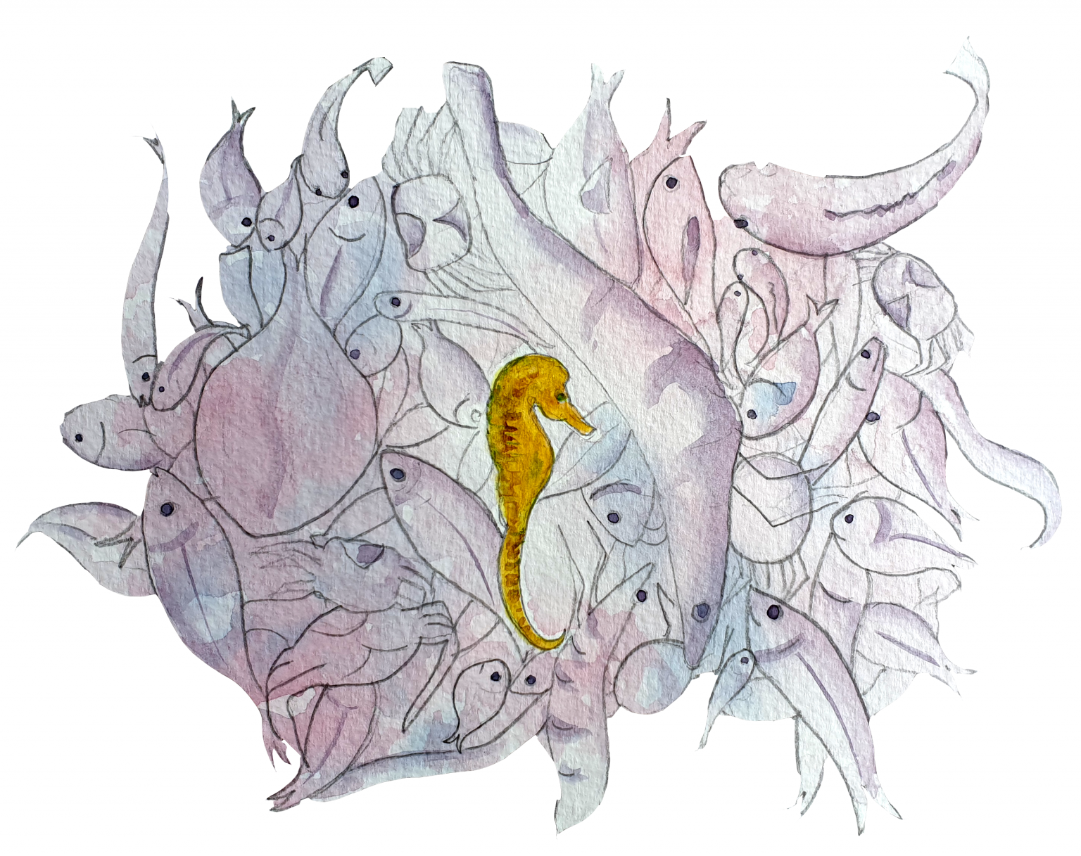 Why we need to rethink our seahorse conservation strategy | Current
