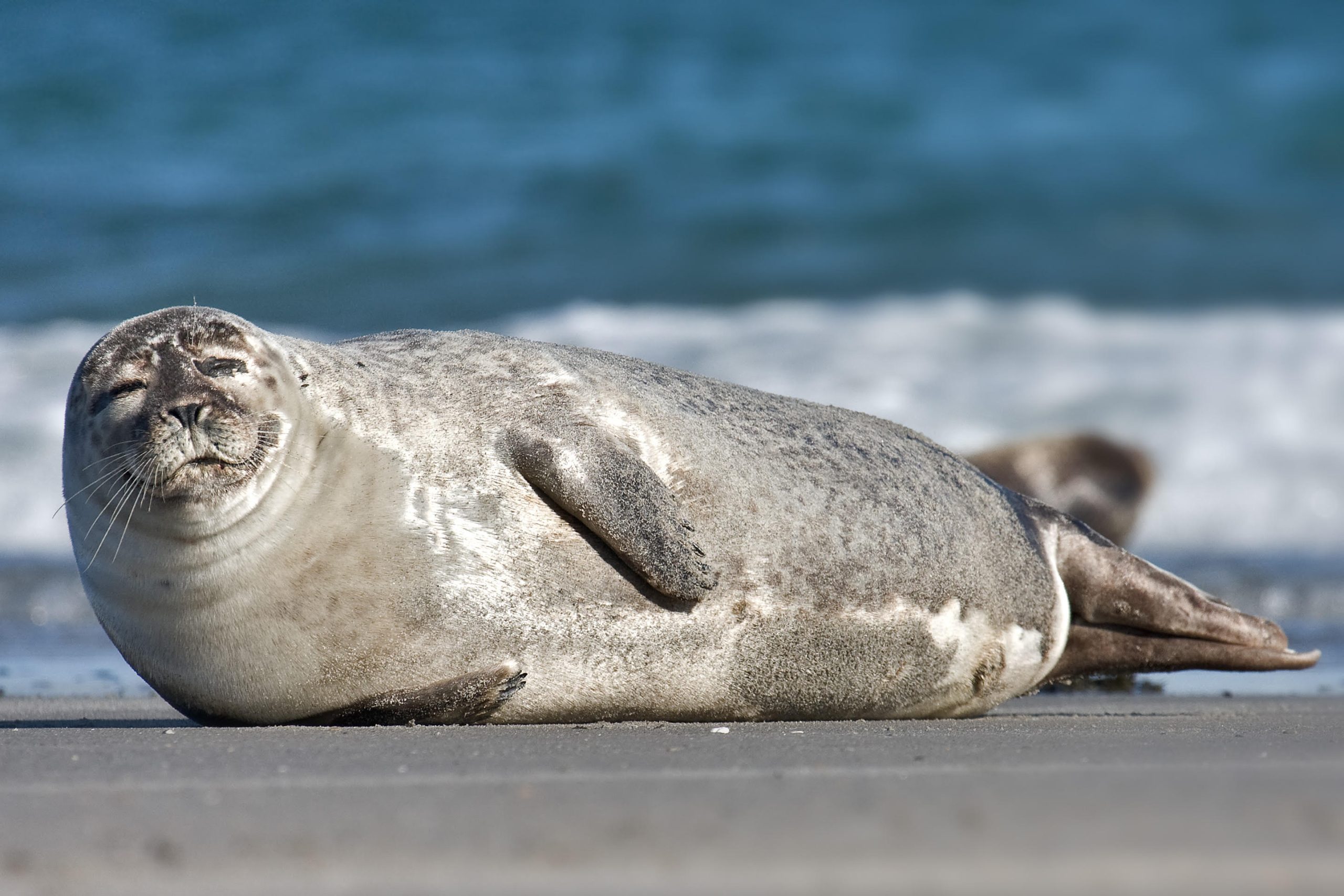 Searching for Seals  Current Conservation