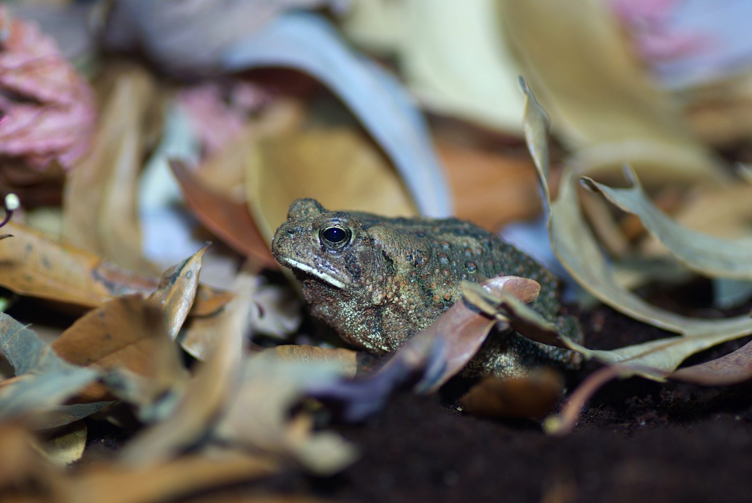 Can Freezing Frog Sperm Help With Conservation Efforts Current