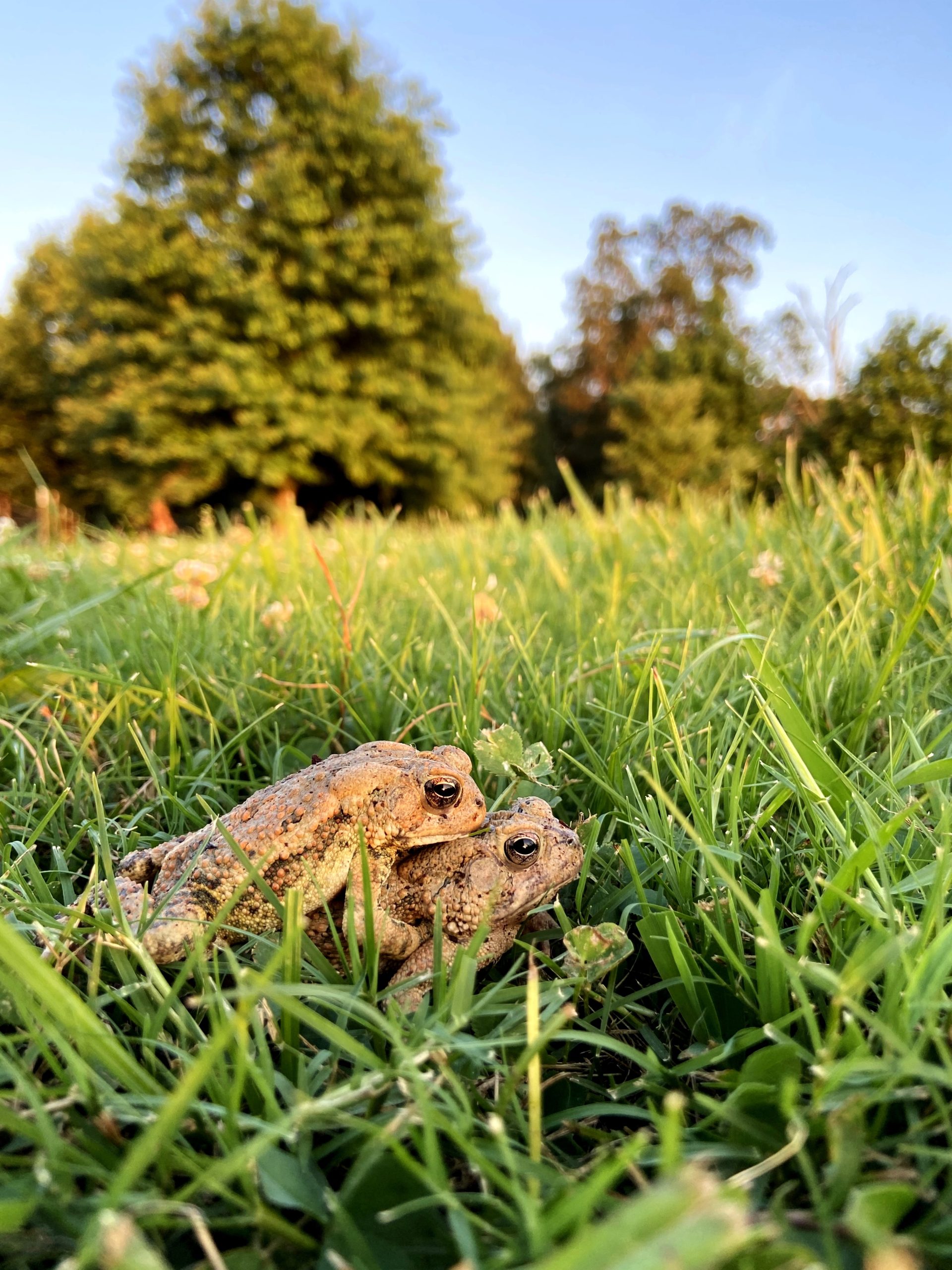 Can freezing frog sperm help with conservation efforts? | Current ...