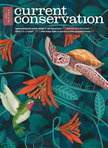 Current Conservation issue 17.3