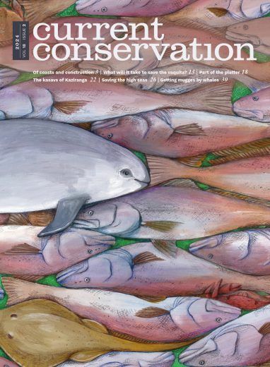 Current Conservation issue 18.2