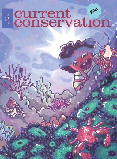 Current Conservation issue CC Kids 18