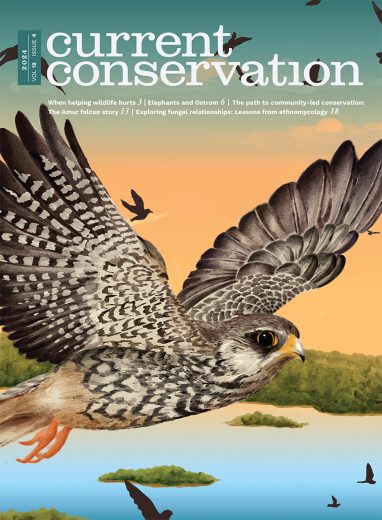 Current Conservation issue 18.4