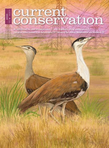 Current Conservation issue 19.1