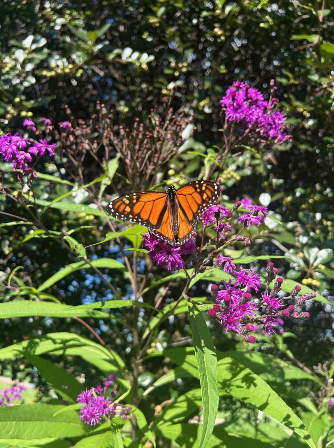 Living In Harmony With Dragons Current Conservation