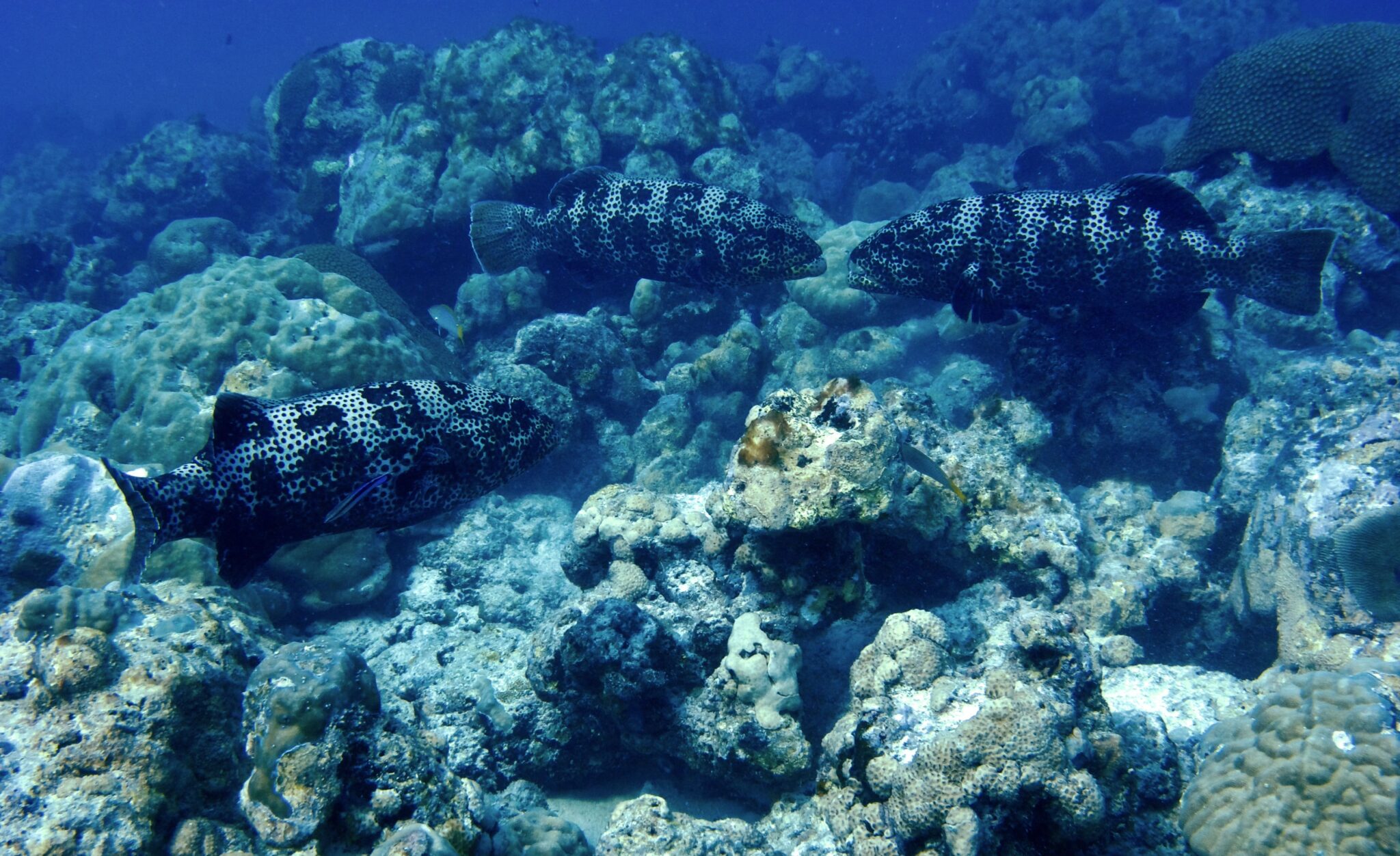 Mahamatsya : The mighty fish | Current Conservation