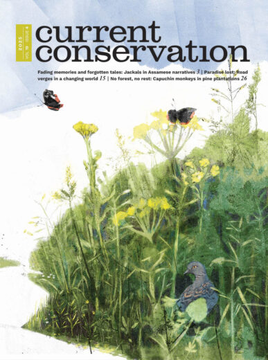 Current Conservation issue 19.4